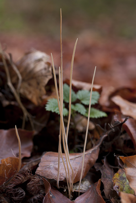 Typhula phacorrhiza